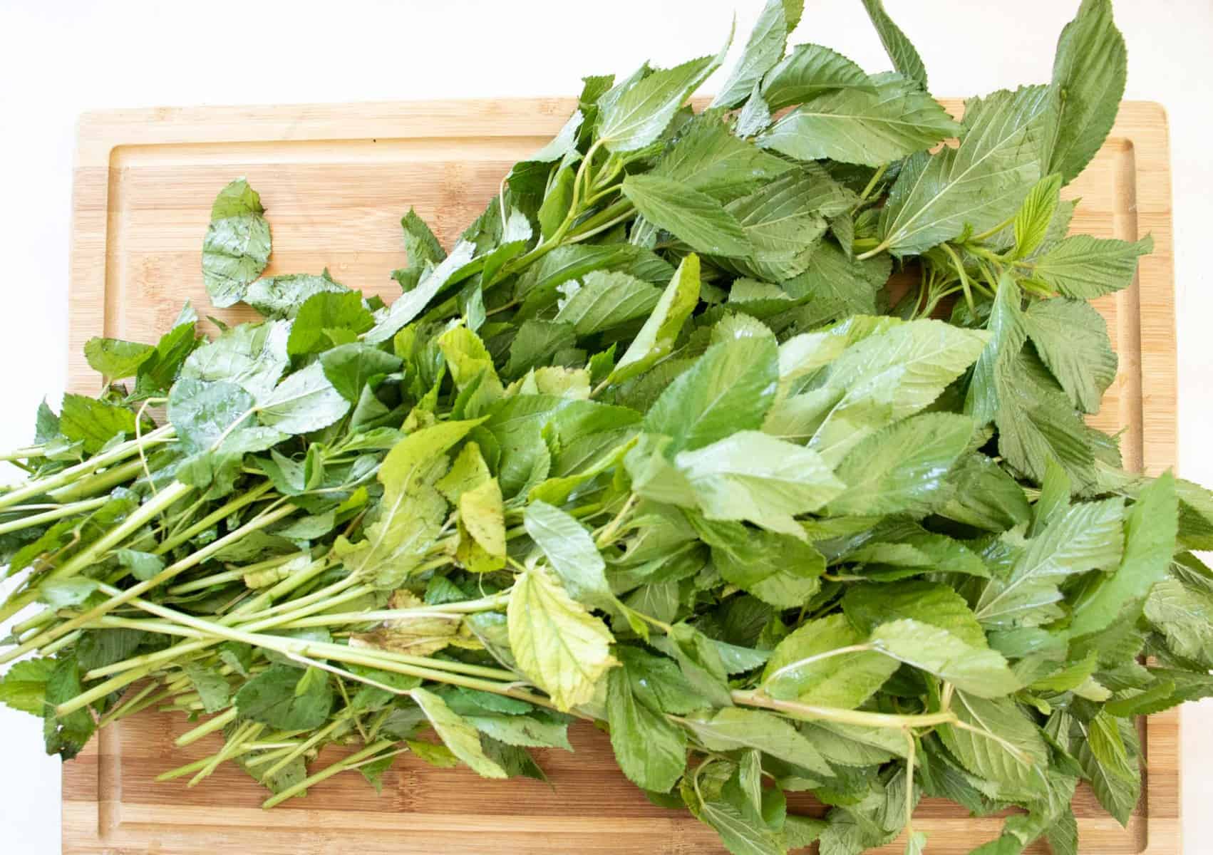 fresh molokhia plant