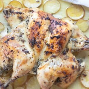 oven roasted whole spatchcock chicken roasted with garlic lemon olive oil and herbs on top of potatoes.